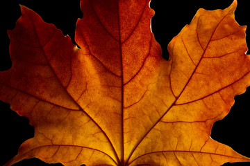 Sticker - Autumn leaf close up