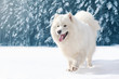 Beautiful white Samoyed dog running on snow in winter day over s