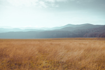golden meadow in autumn on a cloudy day