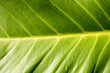 © phumpatp - closeup leaf,green color of leaf from park with sunlight