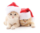 Fototapeta Koty - Kittens in Christmas hats.