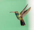 Broad Billed Hummingbird. Part of my new hummingbird art collection using different patterned material in the background to create a one of a kind image. In the coming weeks new backgrounds available.