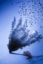 Underwater Flower With Bubbles