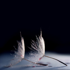 Canvas Print - Dandelion seed with waterdrops