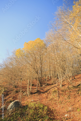 Passo di Forca d'acero in autunno, un bosco tra Lazio e Abruzzo. Alberi, rocce e mille colori della natura  © Claudio Quacquarelli