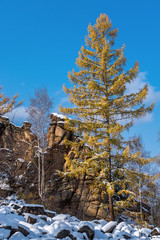 Wall Mural - Yellowing larch on a cold October day