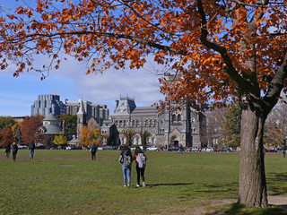 Wall Mural - oak tree in brilliant fall colors on college campus