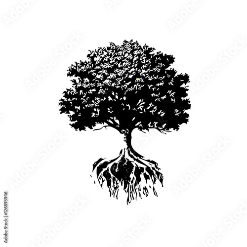 Fotomural Trees And Roots silhouette. Oak And Olive Trees.