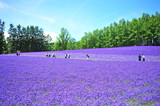 Fototapeta Zachód słońca - Colorful Lavender Flower Fields 