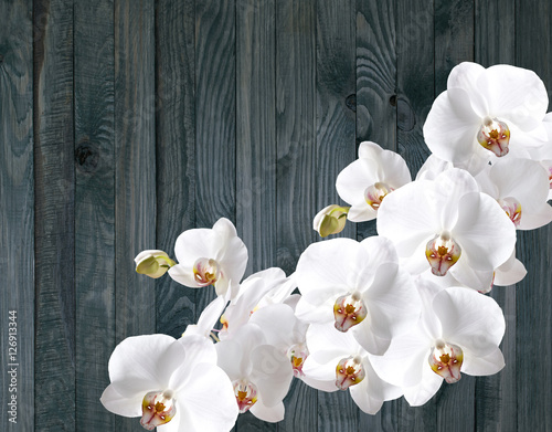 Fototapety Storczyki  biala-orchidea-na-tle-wytarty-desek