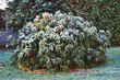 Rhododendrons in winter covered with frost