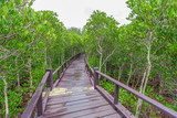Fototapeta Most - Wooden walkway in mangrove forest