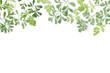 frame of green herbs in white background