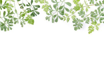 frame of green herbs in white background