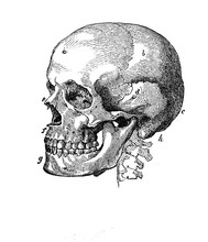 Anatomy, Human Skull Vintage Engraving