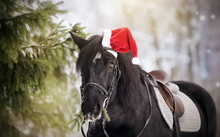 Black Sports Horse Horse In A Red Santa Claus Hat