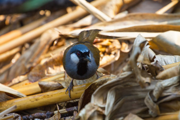 Bird Beautiful black-throated laughingthrush