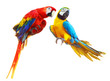 Two colorful red parrots macaw isolated on white