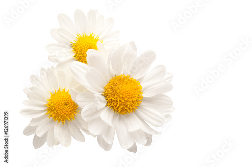 Fotografie, Obraz Three white flowers against white background