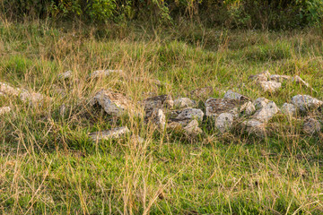 background texture of field grass and plant and stone.