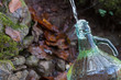 © kaliantye - Collecting water from fresh natural spring in forest. Filling bottle with clean water.