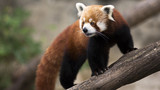 Fototapeta Zwierzęta - red panda climbing 