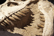 Excavating dinosaur fossils

