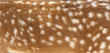 Deer fur closeup view