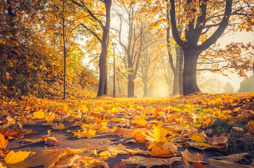 Fallen leaves, autumn colorful park alley in Krakow, Poland