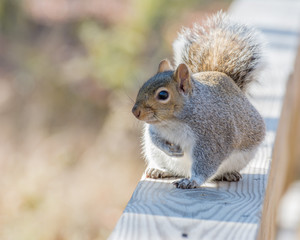 Poster - Gray Squirrel