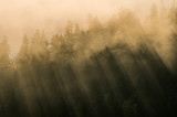 Fototapeta Na ścianę - Morning mists illuminated by the sun in morning Pieniny mountains, Poland