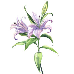 Blooming beautiful blue or purple lily flower isolated, watercolor illustration