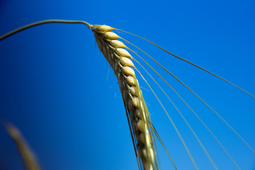 ripe yellow ear of barley on the sky background