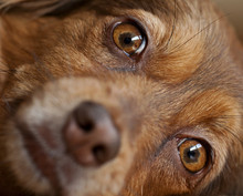 Brown Dog Portrait