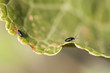 Flea beetle on the leaf