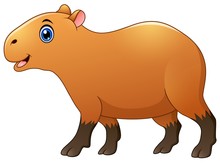 Cute Capybara Cartoon