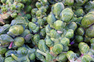 Wall Mural - Fresh picked brussel sprouts on stalks