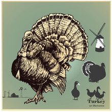 Vector Illustration Set .Turkey And Poultry