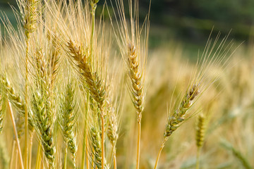 Closeup ripe wheat growing in a wheat field