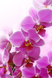 Fototapeta Storczyk - blossoming orchid flower with graphic in background.