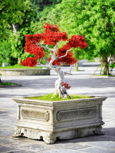 Scenic Red Bonsai Tree Growing In Pot Outdoors