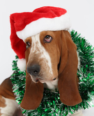 Happy New Year, Christmas Basset hound sitting, isolated