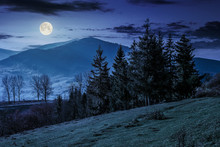 Spruce Forest On A Mountain Hillside At Night