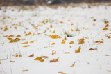 Fototapeta Storczyk - Yellow leaves on the snow