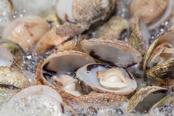 Mussels steamed sea