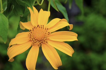 yellow flower