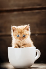 Funny Little Red Kitten Sitting In A White Cup