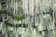 Romantic View Of Spanish Moss Hanging From The Branches Of A Mighty Oak Tree In The American South