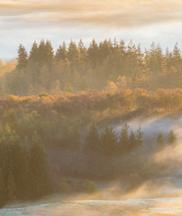 Wall Mural - autumn forest tree's in hazy warm morning mist in the lake district national park.