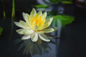 beautiful lotus flower is complimented by the rich colors of the deep blue water surface.